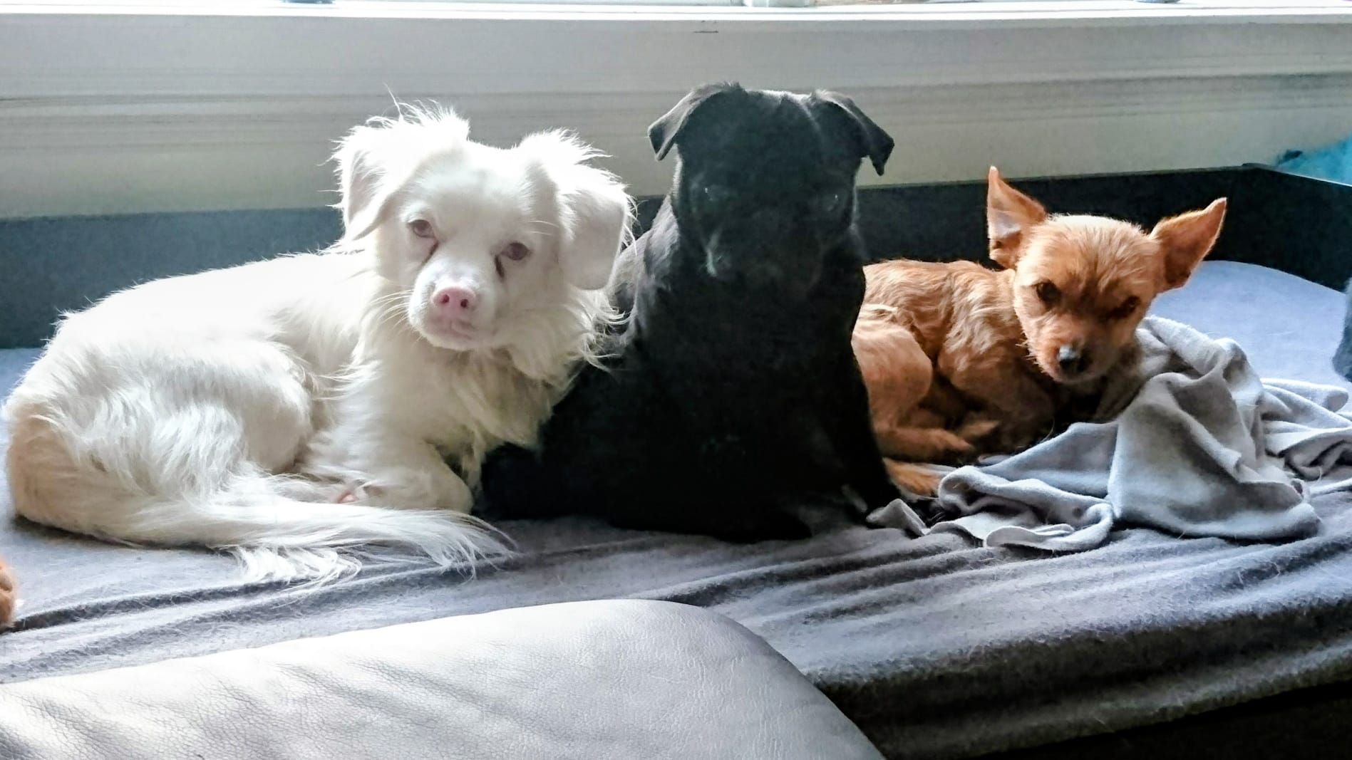 3 van onze honden met een verleden, alle hebben een andere achtergrond, een andere leeftijd en een ander verhaal. Een ander verhaal over het wennen en leren leven in een nieuw huis, in onze omgeving. (Helaas zijn Bertje, de witte hond en Babs, de zwarte hond overleden)